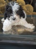 Tobyas the Maltipoo for sale.
