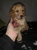 Cookapoo puppies in Wexford for sale.