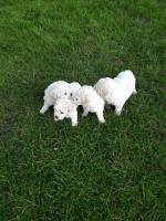 Bichon Frise puppies in Limerick for sale.