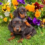 MINIATURE DACHSHUND FEMALES PUPPIES...Mum is IKC for sale.