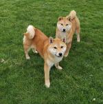 Mikka and Sheena ❤️❤️❤️the Shiba Inu in Wexford for sale.