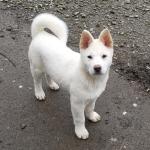 Snowball  the Akita  in Wexford ❤️❤️❤️ for sale.