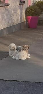 Teddy bear puppies - Shih tzu x Bichon for sale.