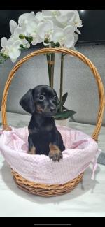 Miniature dachshund for sale.
