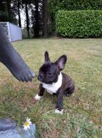 IKC Registered French Bulldog puppies for sale.