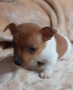 Black And Tan Miniature Jack Russell