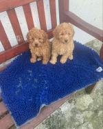 Stunning TOY poodle puppies in Kilkenny for sale.