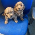Lovely Cavopoo puppies in Kilkenny for sale.