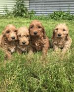 Cockapoo puppies for sale.