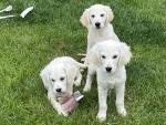 Lovely Golden Retriever Puppies, for sale.