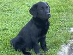 IKC Black Labrador Male puppies for sale.