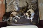 Staffordshire Bull Terrier puppies for sale.