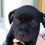 Staffordshire bull terrier [sold].