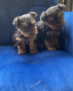 Miniature Yorkshire terriers for sale.