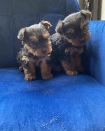 Miniature Yorkshire terriers for sale.