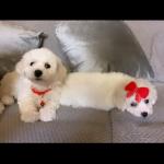 🐶Pedigree Bichon Frise Puppies for sale 🐶 for sale.