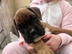 IKC registered Boxer puppies for sale.