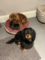 Cavilier King Charles dogs 3 and 4 years old for sale.