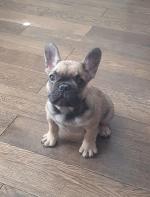 French bulldogs, IKC registered for sale.