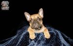 French bulldog, IKC registered for sale.