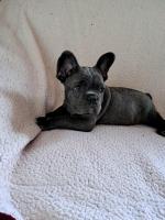 Jackson the French Bulldog for sale.