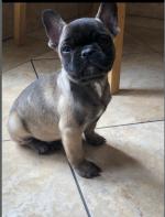 IKC Registered French Bulldog puppies for sale.