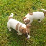 Miniature Jack Russell in Limerick for sale.