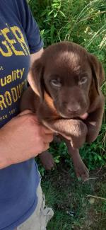 Chocolate Labrador pups for sale.
