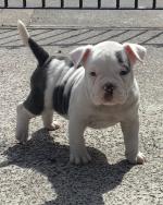 Chunkie Charlie the American Bully for sale.