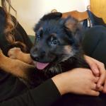 QUALITY IKC REGISTERED GERMAN SHEPHERD PUPS for sale.