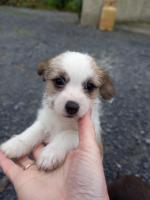 Maltese x Jack Russell for sale.