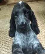 Cocker Spaniel puppies in Carlow for sale.