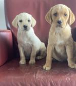 IKC Reg Labrador pups for sale.