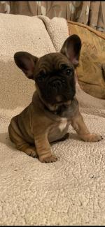 Bulldog Dogs Puppies For Sale In Ireland