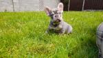 French bulldog puppies for sale.