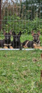 German Shepherd puppies, IKC registered for sale.