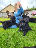 Cockapoo Puppies for sale.