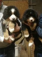 Bernese Mountain Dog for sale.