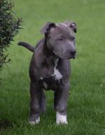 American Bully puppies for sale.