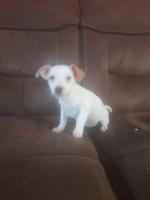 Jack Russell Terrier for sale.