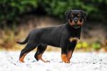 Rottweiler pups for sale.