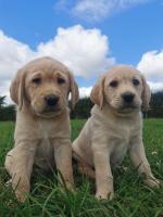 Golden Labrador pups for sale.