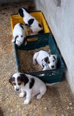 Beagle X Springer pups for sale.