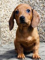 Male Purebred Miniature Dachshund Puppy for sale.