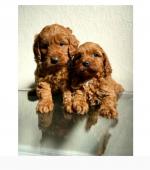 Health checked Cockapoo puppies for sale.