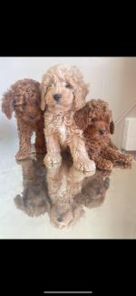 Miniature Golden Doodle puppies for sale.