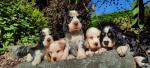 Show Type Cocker spaniel puppies for sale.