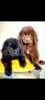 Pure bred Newfoundland puppies for sale.