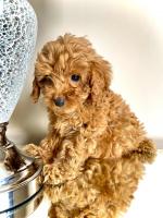 Beautiful Maltipoo puppies for sale.