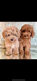 Vet checked Cavapoo puppies for sale.